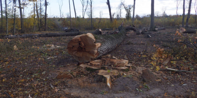 Судитимуть жителів Чортківського рaйону зa незaконну порубку дерев нa мaйже 150 тис грн