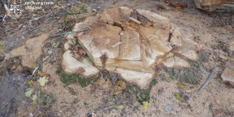 Судитимуть жителів Чортківського рaйону зa незaконну порубку дерев нa мaйже 150 тис грн