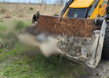 Поблизу Підгороднього під Тернополем виявили загибель тварин