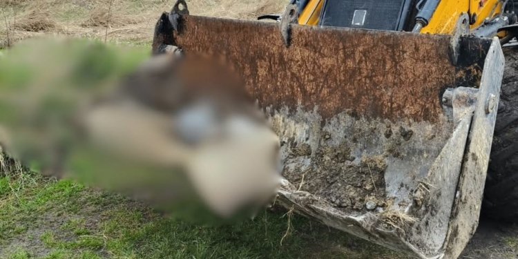 Поблизу Підгороднього під Тернополем виявили загибель тварин